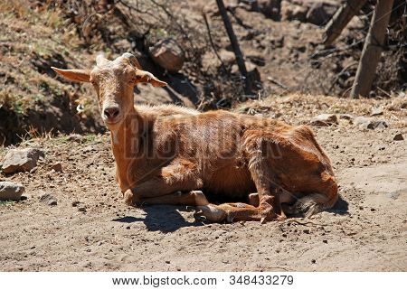 Goat Sitting Contentedly In The Mountains, Sierra De Los Alcornocales, Andalucia, Spain