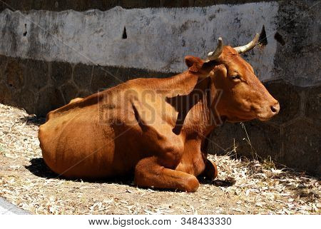 Cattle Sitting Contentedly On The Roadside, Sierra De Los Alcornocales, Andalucia, Spain