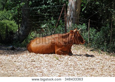 Cattle Sitting Contentedly On The Roadside, Sierra De Los Alcornocales, Andalucia, Spain