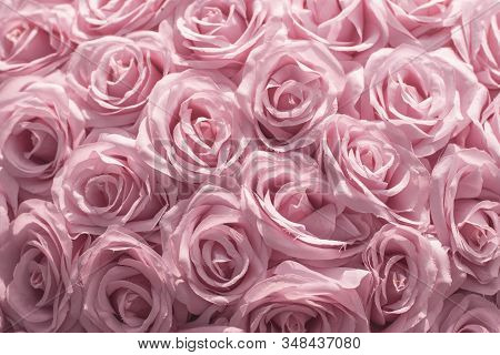 Selective Focus Beautiful Pink Flowers Background . Abstract Soft Sweet Pink Flower Background .beau