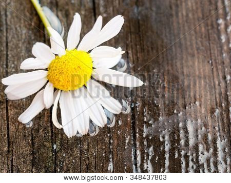 White Daisy Flower On Rustic Weathered Wooden Table. Fresh Camomile Flowers From The Garden. Country