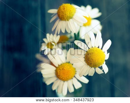 White Daisy Flower On Rustic Weathered Wooden Table. Fresh Camomile Flowers From The Garden. Country