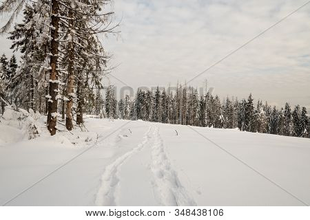 Snowshoes Steps On Forest Glade With Forest On The Background And Blue Sky With Clouds Near Girova H