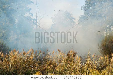 Peatland Fires Are Raging In Early Autumn