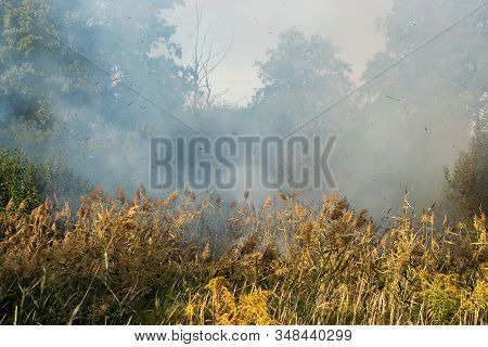 Peatland Fires Are Raging In Early Autumn