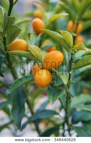 Branches Of Kumquat (citrus Japonica) Tree, Green Leaves Background, Selective Focus
