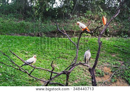 Birds Perched On A Tree Branch, Pied Imperial Pigeons And Black-crowned Night Heron Eating Papaya In