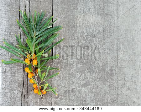 Branch Of Ripe Orange Sea-buckthorn Berries On Rustic Weathered Wooden Table. Hippophae Rhamnoides -