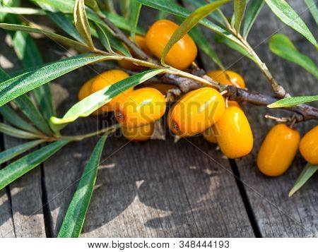 Branch Of Ripe Orange Sea-buckthorn Berries On Rustic Weathered Wooden Table. Hippophae Rhamnoides -