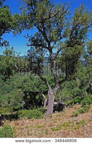 Cork Oaks Stripped Of Their Bark, Sierra De Los Alcornocales, Andalucia, Spain