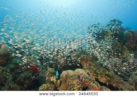 โชลของ Glassfish ในปะการัง