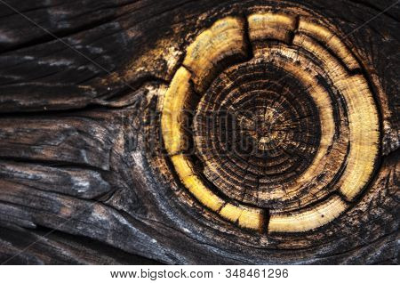 Bright Natural Wood Knot Detail In Brown Texture. Abstract Wooden Background. Beautiful Ancient Roug