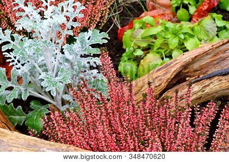 Winter Flower Bed Arrangement With Red Heather (calluna Vulgaris) And Artemisia Powis Castle Wormwoo