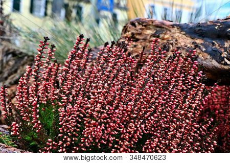 Winter Flower Bed Arrangement With Red Heather On Dry Tree Stam.