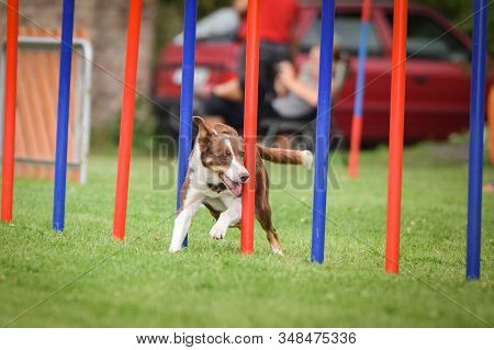 Redmerle Border Collie Is Running On Czech Agility Competition Slalom. Prague Agility Competition In
