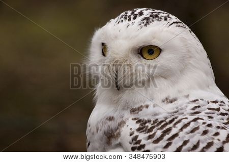 Snowy Owl (bubo Scandiacus).  The Photo Of The Snowy Owl Was Taken In An Animal Sanctuary In Cumbria