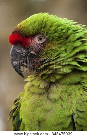 Military Macaw (ara Militaris).  The Photo Of The Military Macaw Was Taken In An Animal Sanctuary In