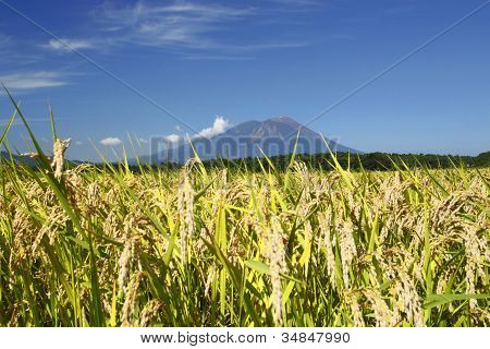 Mt.iwate And Landscape Of Rice Field