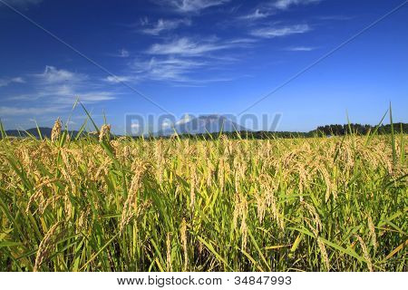 Mt.iwate And Landscape Of Rice Field