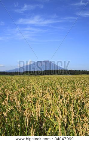 Mt.iwate And Landscape Of Rice Field