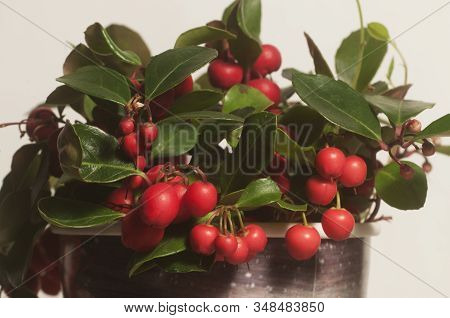 Gaultheria Procumbens Berries Cloeu Up Shot Local Focus