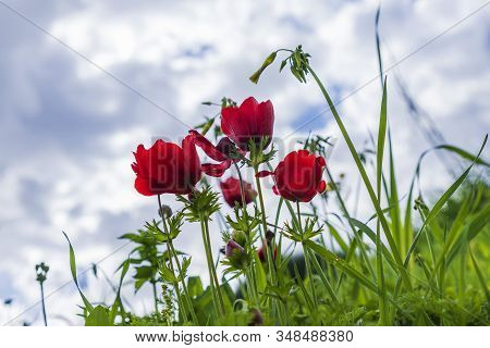 Red Natural Anemones Coronaria Flowers In Bloom In Green Grass Against Blue Sky With Clouds