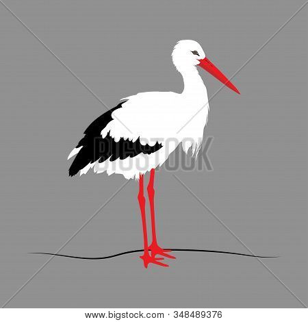 White Standind Stork On Gray Background. Vector Eps10