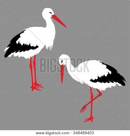 White Standind Storks On Gray Background. Vector Eps10