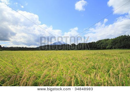 Mt.iwate And Landscape Of Rice Field