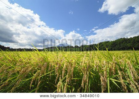 Mt.iwate And Landscape Of Rice Field