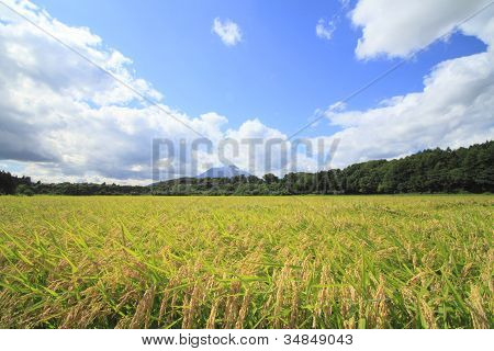 Mt.iwate And Landscape Of Rice Field