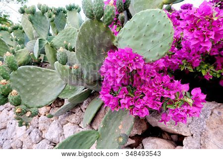 Blooming Opuntia Cacti Flower, Opuncia Called Prickly Pear On The Rock Garden In Italy, Monopoli Tow