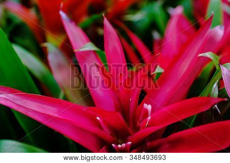 Blossom Of Pink Guzmania Bromelia. Sale. Pot Plants, Indoor Plants, Tropical Plants. Several Plants 
