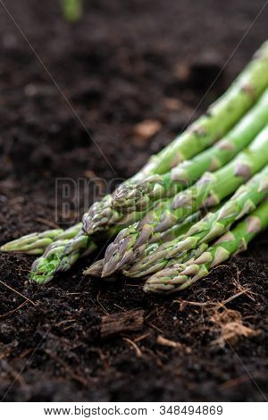 New Harvest Of Green Asparagus Vegetable In Spring Season, Green Asparagus Growing Up From The Groun