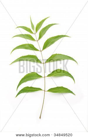 Neem listy azadirachta Indica