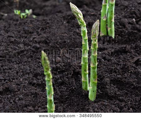 New Harvest Of Green Asparagus Vegetable In Spring Season, Green Asparagus Growing Up From The Groun