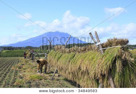 Mt.Iwate i pejzaż pola ryżu