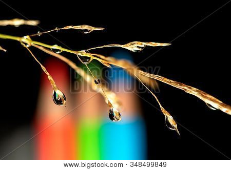A Macro Portrait Of A Blade Of Grass With Multiple Dew Drops Hanging From It. In The Water Droplets 