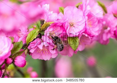 Bee On Flowers Of Sakura Rose Bushes