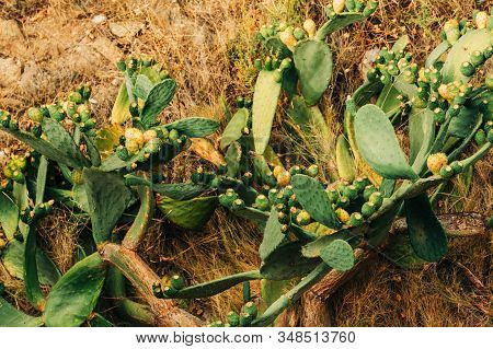 Natural Background With Wheel Cactus (opunita Robusty), Top View