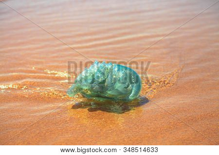 Closeup Of Blue Jellyfish Species Velella Jellyfish, Stranded On The Sand In Gold Coast Of Queenslan