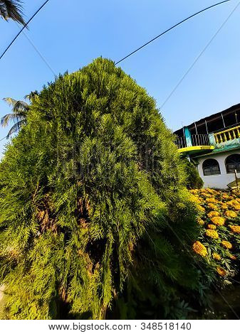 Green Salt Cedar Tree In The Park And Yellow Marigold Flower On The Green Tree.