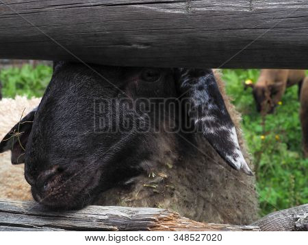 Black And White Sheep Between Fence On A Pasture
