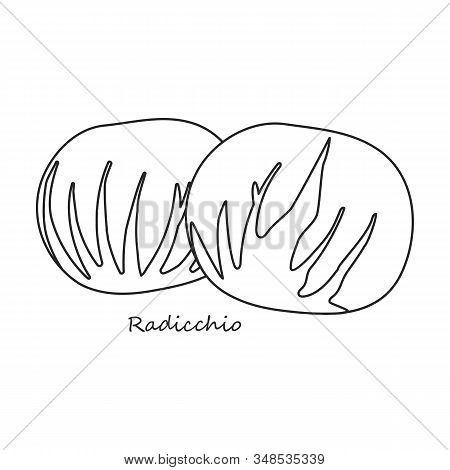 Radicchio Vector Icon.outline, Line Vector Icon Isolated On White Background Radicchio.