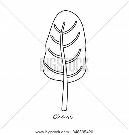Chard Vector Icon.outline, Line Vector Icon Isolated On White Background Chard .
