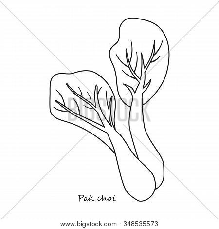 Lettuce Pak Vector Icon.outline, Line Vector Icon Isolated On White Background Lettuce Pak .