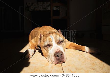 Cute Dog On Tiled Floor Sleeping In Sunlight