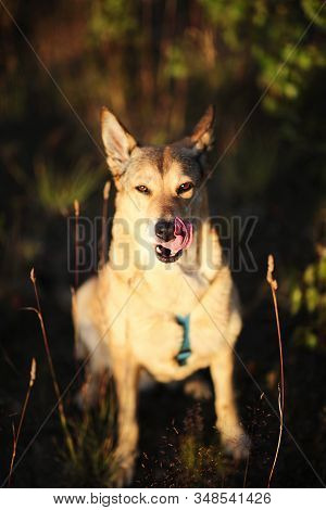 Happy Dog Sitting In Grass In Summer Field