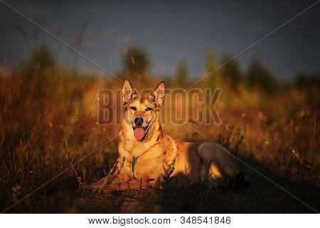Dog Looking Away In Field In Sunset