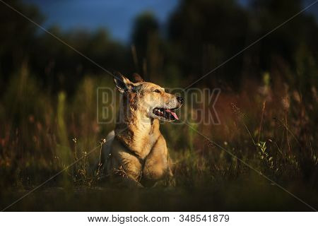 Dog Looking Away In Field In Sunset